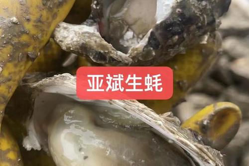3/斤 广东生蚝批发零售生蚝鲜活带壳生蚝海蛎子牡蛎海鲜水产品